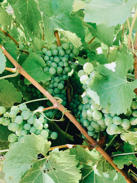 Jaeschke Hill River Clare Estate, from farming to vine. Semillon grapes on the vine