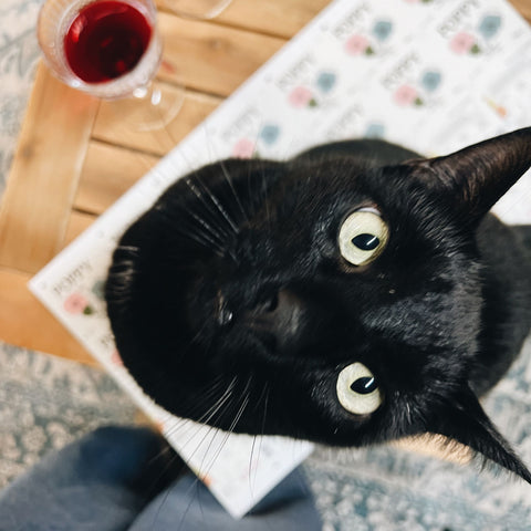 Image of Vino the Cellar Door cat and a glass of the Hill River Wines Poppy