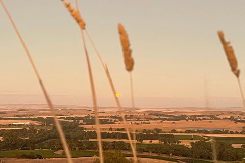 Jaeschke Hill River Clare Estate, from farming to vine. View over the Polish Hill River at dusk.