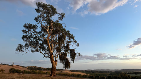 Sunrise over the Polish Hill River during grape harvest. Old gun in the morning light.